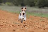 FOX TERRIER 290